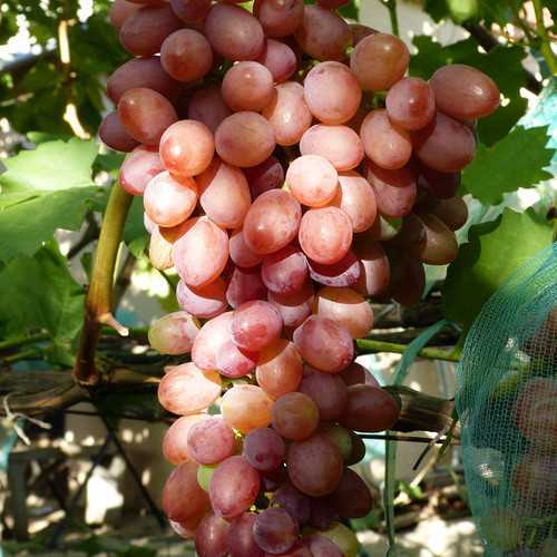 Виноград кишмиш лучистый: описание сорта, правила агротехники, отзывы