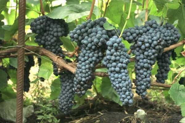 Сорт винограда памяти домбковской: описание, фото