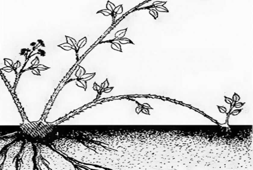 Выращивание садовой ежевики – описание от покупки саженца и его посадки в открытый грунт до ухода и сбора урожая от подмосковья до сибири (фото & видео) +отзывы
