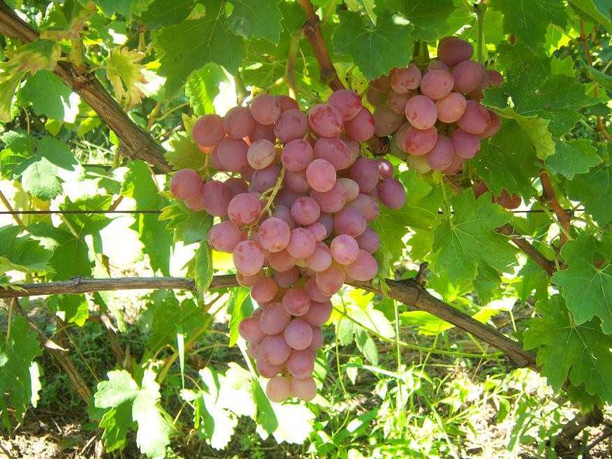 Виноград «ливия»: описание сорта, фото и отзывы