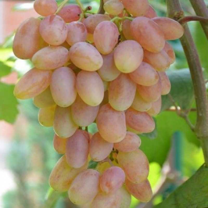 Сорта винограда по алфавиту от а до я: названия сортов с фото и описанием