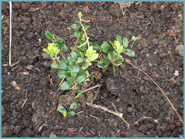 Брусника садовая: посадка, в том числе семенами, как подготовить почвогрунт самостоятельно