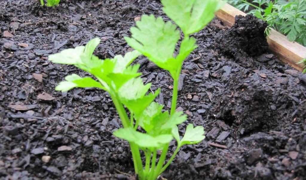 Сельдерей корневой: как правильно посеять (посадить) и вырастить рассаду