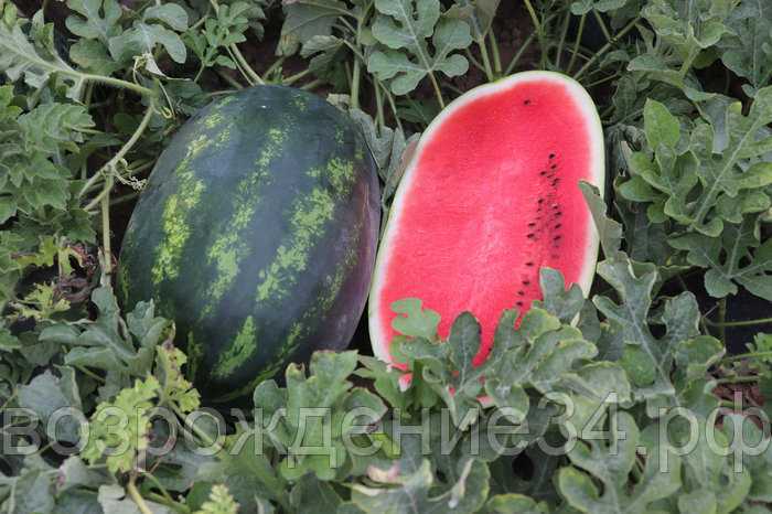 Какие жароустойчивые томаты можно посадить на юге россии в 2021 году