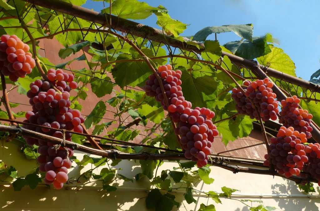 Сорт винограда гарольд: что нужно знать о нем, описание сорта, отзывы