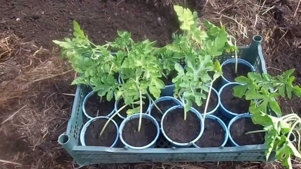 Арбуз: выращивание из семян на огороде, сорта