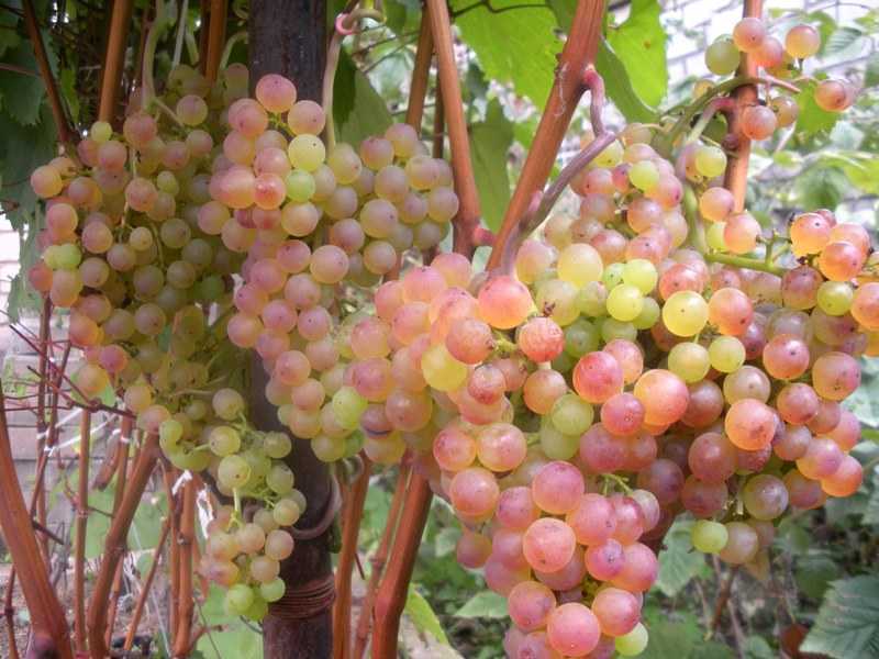 Виноград краса севера: описание, уход