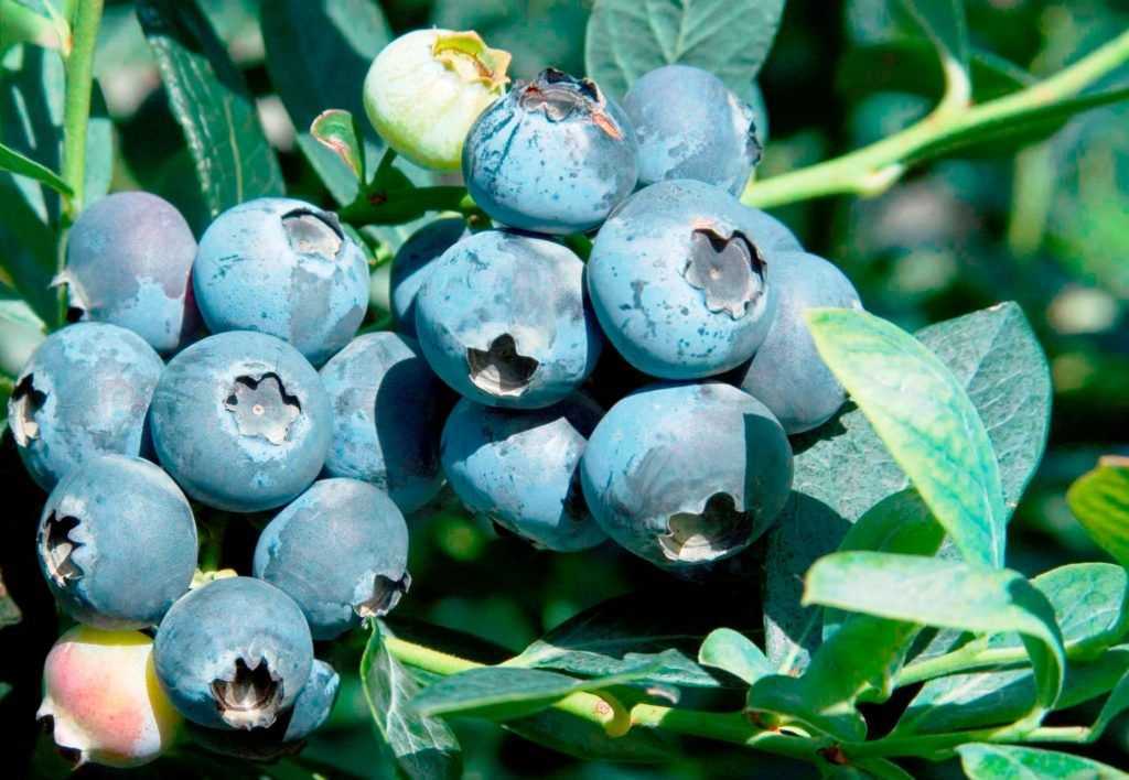 Голубика высокорослая чендлер (vaccinium corymbosum chandler) - плодово-ягодные деревья и кустарники - купить саженцы из питомников