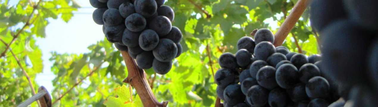 Сорт винограда каберне совиньон. лучший из лучших! ликбез виноголика. виноград каберне — для изысканного и элитного вина