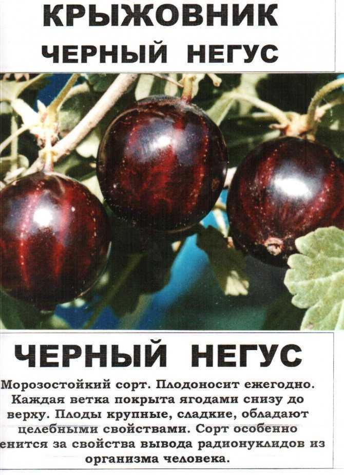 Сорта крыжовника с описанием, характеристикой и отзывами, в том числе для выращивания в подмосковье, средней полосе россии и других регионах