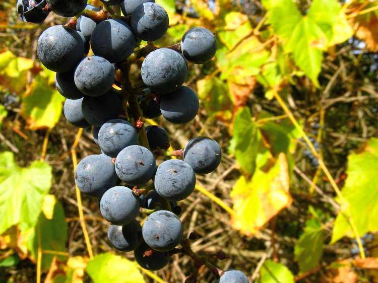Описание и характеристика сорта винограда атаман