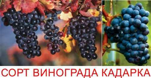 Виноград атаман - описание сорта - фото - отзывы - купить саженцы