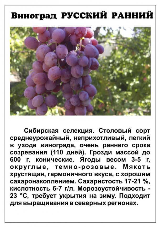 Виноград дарья (дашуня): описание сорта, фото, отзывы