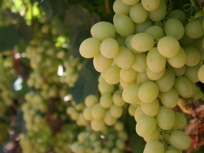 Виноград тасон: описание сорта, фото, отзывы