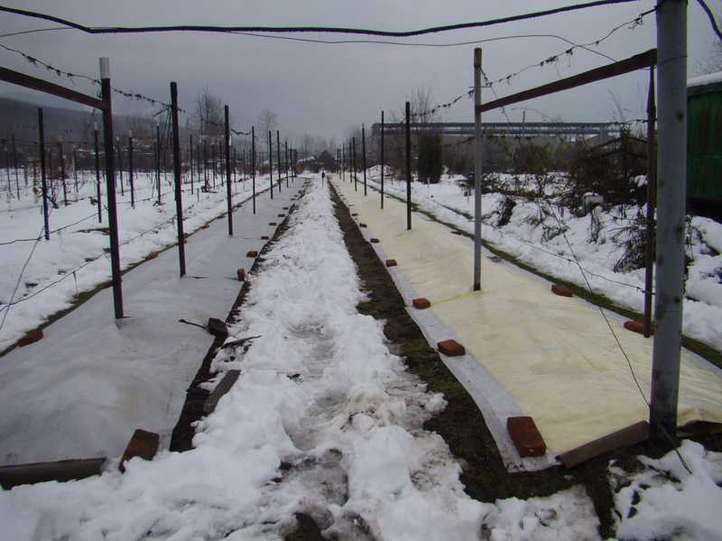 Как укрыть виноград на зиму правильно, чтобы он не вымерз