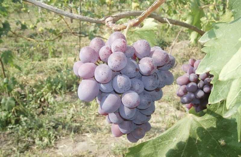 Виноград низина - описание сорта, фото, отзывы