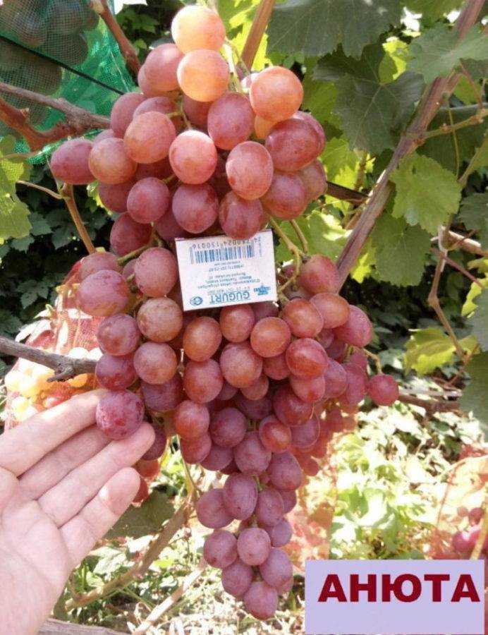 Советы по выращиванию и характеристики винограда сорта фуршетный