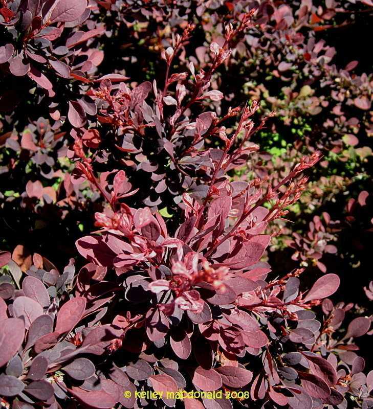 Барбарис обыкновенный (47 фото): описание, посадка и уход за кустарником, выращивание berberis vulgaris с зелеными листьями, размножение черенками