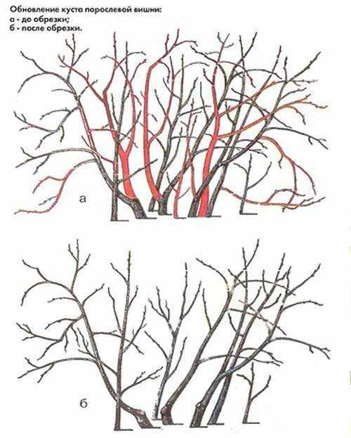  обрезка вишни древовидных и кустовидных форм