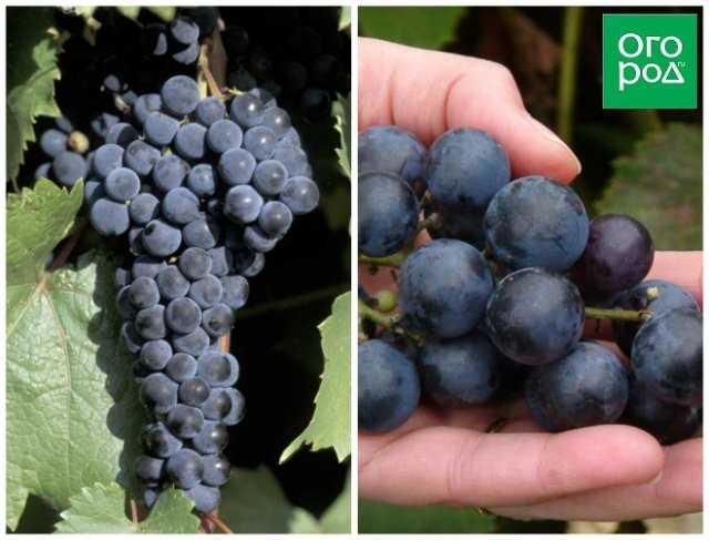Характеристика сортов винограда сидлис американской селекции