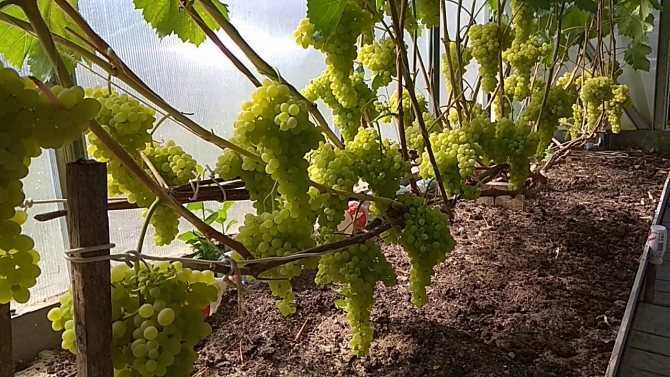 Виноград сорта таежный: описание, фото, селекция, характеристика, выращивание