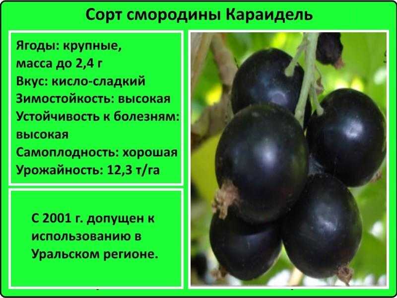 Самый лучший сорт: черная смородина 15 сортов крупноплодные, высокоурожайные | веселый урожайник