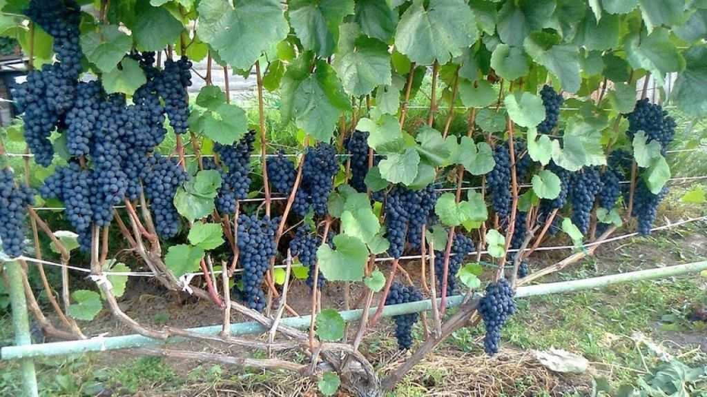 Виноград таежный: описание сорта, фото и отзывы садоводов - журнал "совхозик"