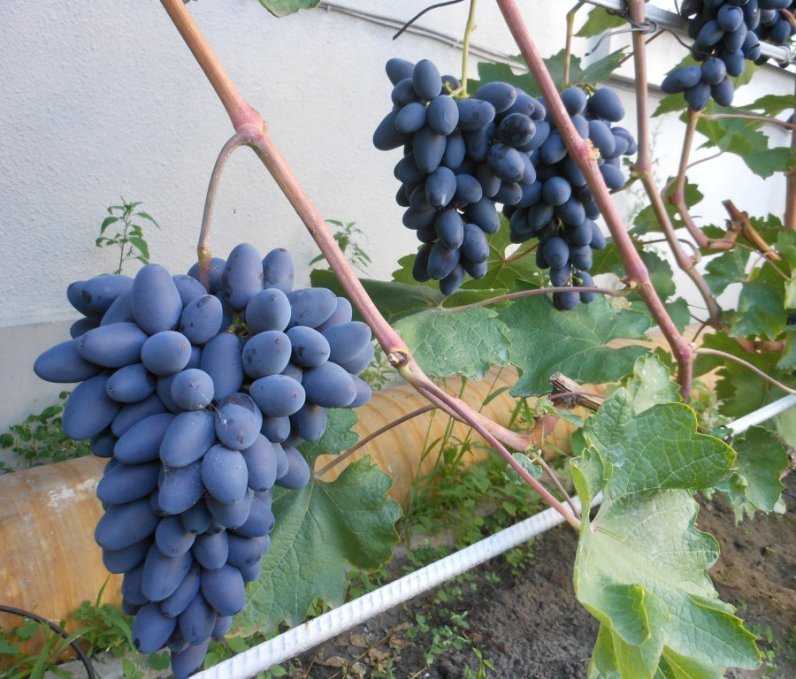 Описание сорта винограда надежный (брат лучистого): фото и отзывы | vinograd-loza