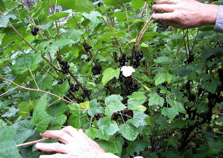 Как определить спелость черной смородины и когда она созревает
