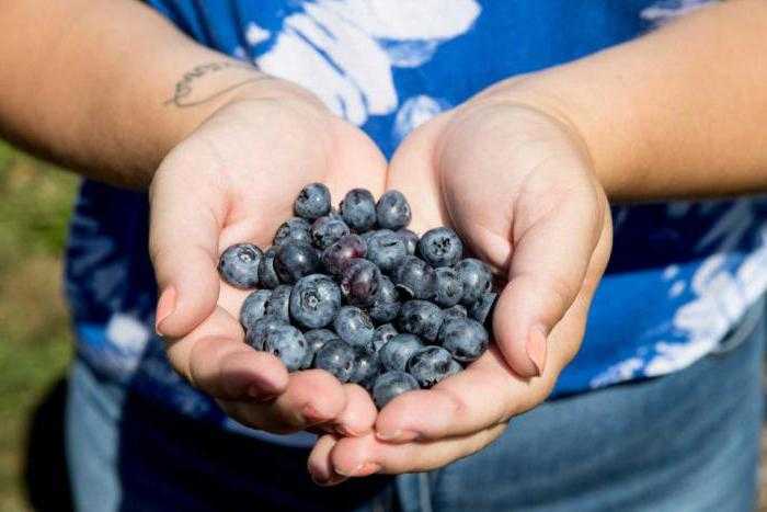 Голубика: польза, вред, состав и целебная сила синей ягодки