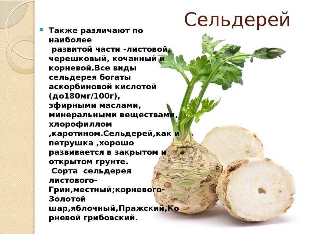 Сельдерей листовой: как употреблять в пищу, рецепты