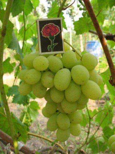 Столовый универсальный мускатный сорт — виноград «дружба»: фото и описание