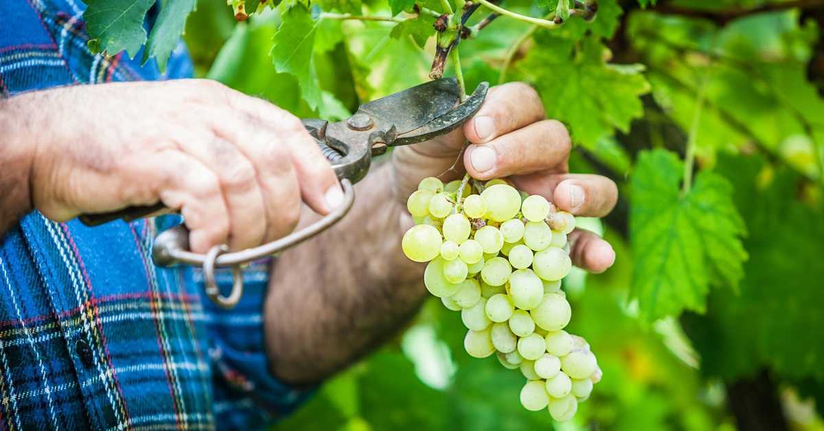 Описание винограда гарольд