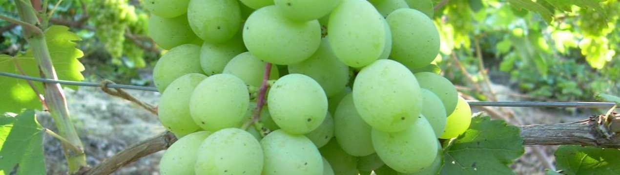 Виноград "красотка": описание сорта, фото, отзывы