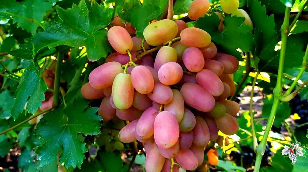 Сорт винограда юбилей новочеркасска: описание, фото