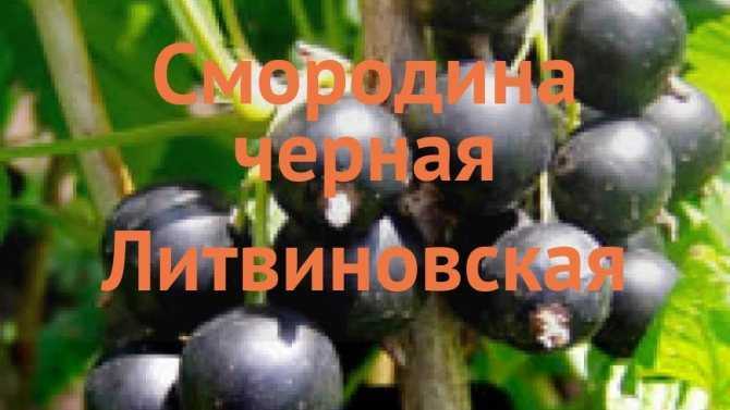Чем отличаются сорта черной смородины селеченская и селеченская-2