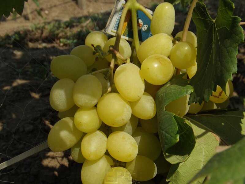 Описание, характеристики и история винограда ландыш, выращивание и размножение