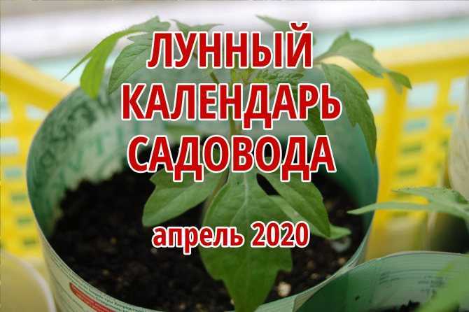 Лунный календарь цветовода на сентябрь 2020 года: комнатные растения и цветы