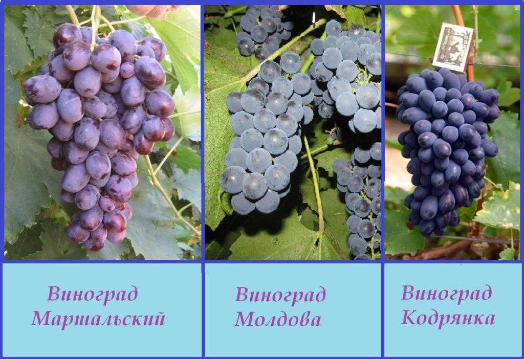 Виноград ромбик - сорта винограда | описание, советы, отзывы, фото и видео