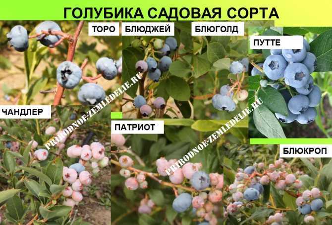 Голубика блюкроп: описание сорта, выращивание и уход, фото
