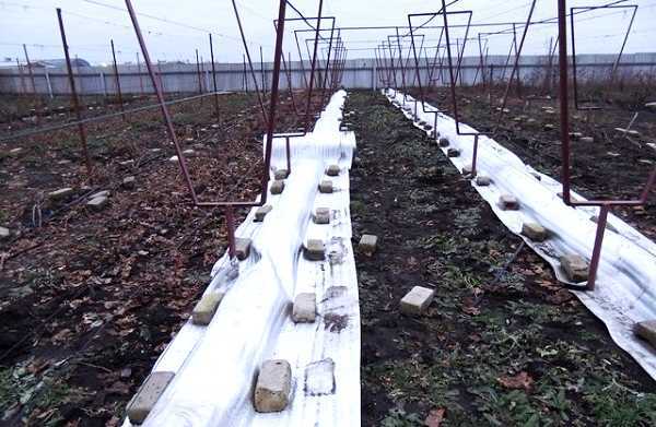 Укрытие винограда на зиму в средней полосе - журнал "совхозик"