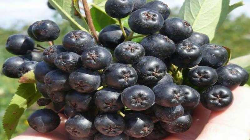 Рябина черноплодная - ягода долголетия, лечебные свойства, польза, вред, противопоказания, применение