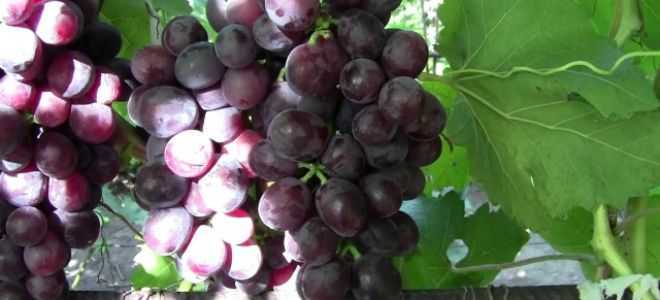Виноград монарх: описание сорта с характеристикой и отзывами, особенности посадки и выращивания, фото