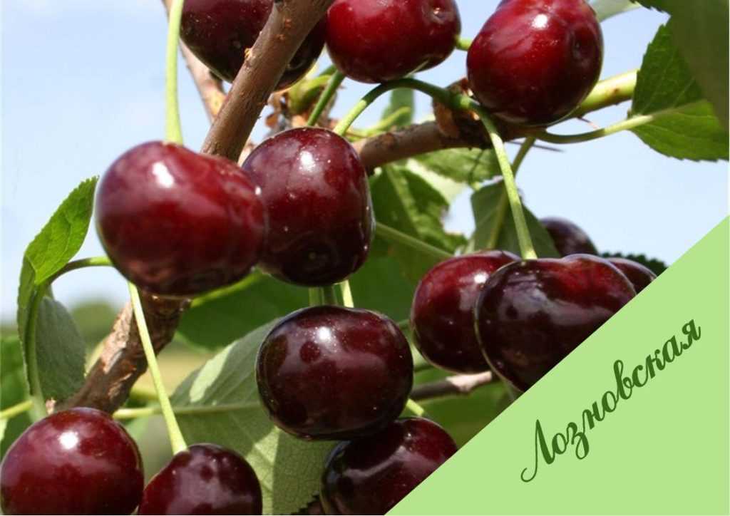 Какие сорта вишни для средней полосы россии самые сладкие - описание, обзор, характеристики и особенности выращивания