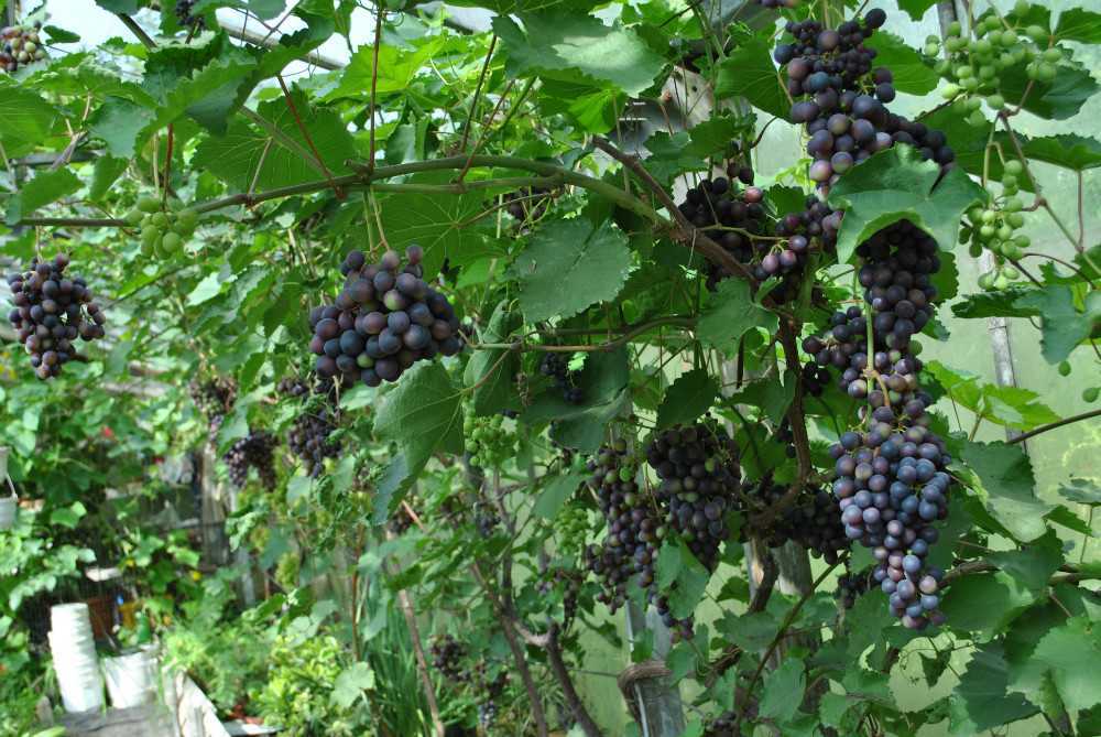 Описание сорта винограда зилга: характеристики, преимущества и недостатки