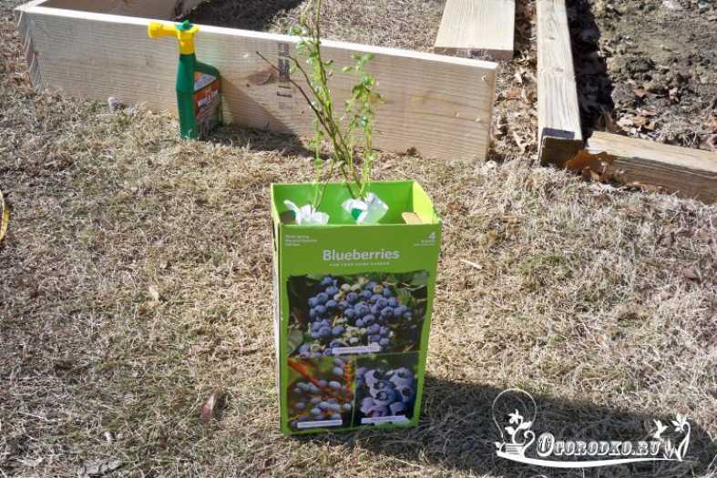 Брусника садовая: выращивание на приусадебном участке, в саду, на даче, из семян в домашних условиях, способы размножения