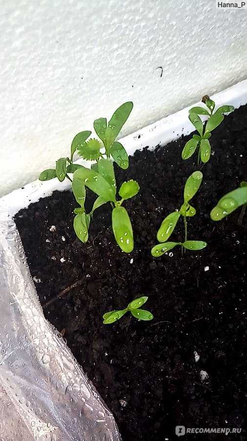 Выращивание кориандра в открытом грунте: как и когда сеять под зиму, посадка и уход