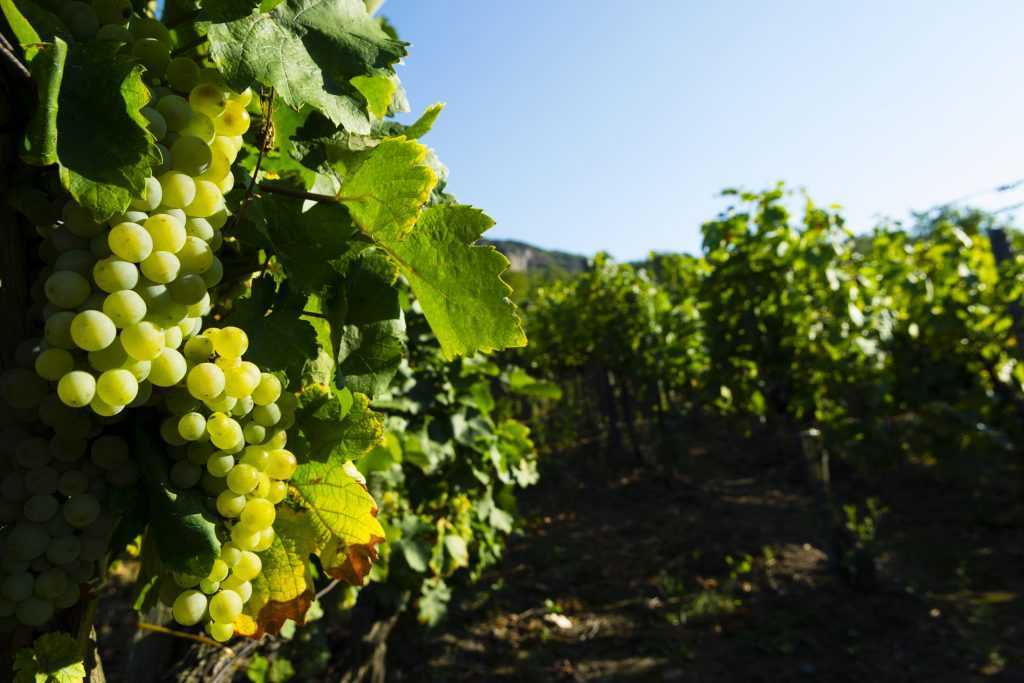 Сорт винограда воевода: описание и фото, отзывы садоводов