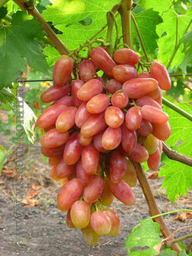 Описание и особенности винограда сорта юбилей новочеркасска. отзывы виноградарей