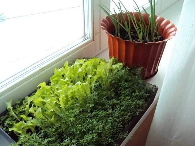 Укроп на балконе: сорта и пошаговое выращивание в домашних условиях и во что посеять, как посадить семена и как вырастить? русский фермер
